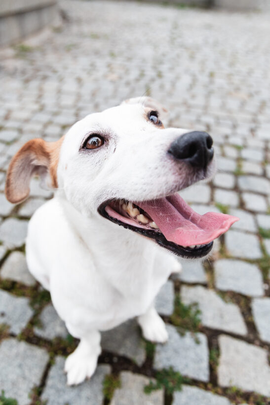 psí fotografka Praha