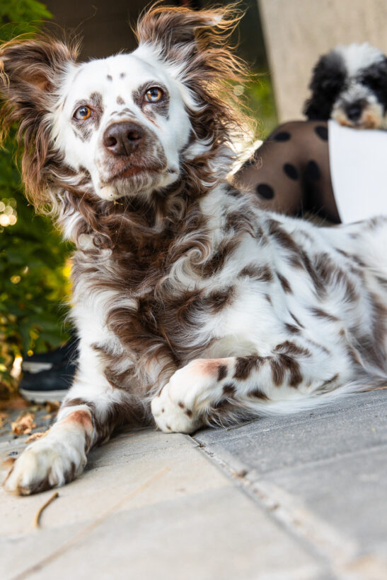 fotografování psů