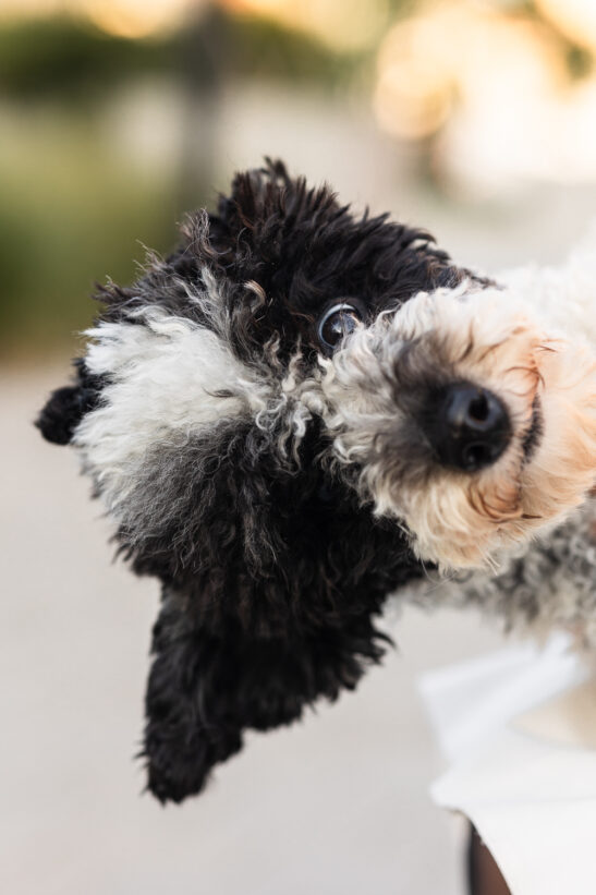 psí fotografka Praha